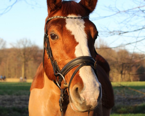 broodmare Raspina 3 (Westphalian, 2002, from Raschid N)