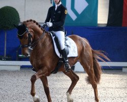 dressage horse Rheingold 47 (German Sport Horse, 2010, from Blue Hors Romanov)