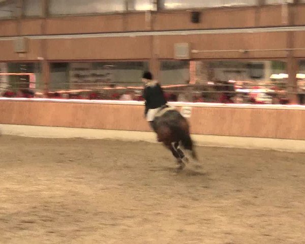 Reitturnier Südlohn-Oeding 2016