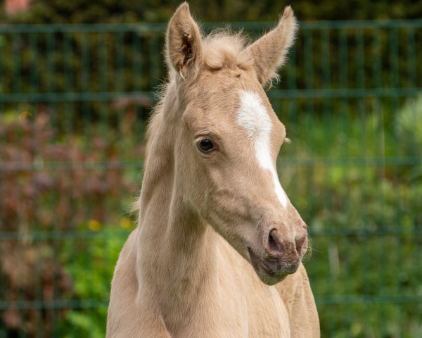broodmare Dajana (Westphalian, 2021, from D-Gold AT NRW)