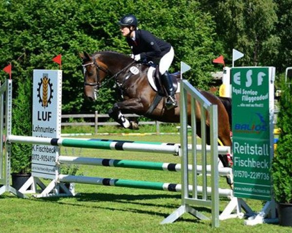 Zuchtstute Crown Leandra (Deutsches Reitpony, 1999, von Hattrick) Zuchtstute Crown Leandra (Deutsches Reitpony, 1999, von Hattrick)