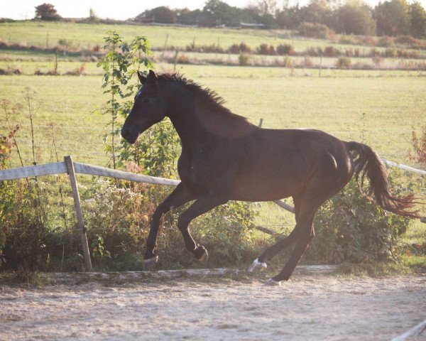 horse Antaro (Württemberger, 2008, from Acordelli)