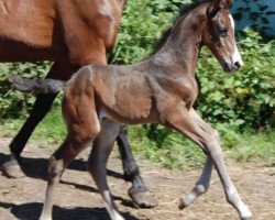 jumper Norton (KWPN (Royal Dutch Sporthorse), 2018, from Incognito)
