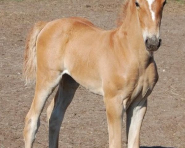 Pferd Nadeshgranta SAG (KWPN (Niederländisches Warmblut), 2018, von Incognito)
