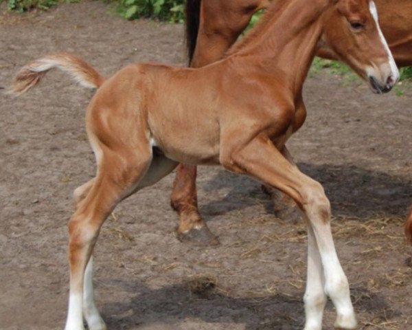 Pferd Ionhargrant SAG (KWPN (Niederländisches Warmblut), 2018, von Incognito)