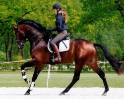 Stallion Briljant 4 (KWPN (Dutch Warmblood), 2006, from Uphill)