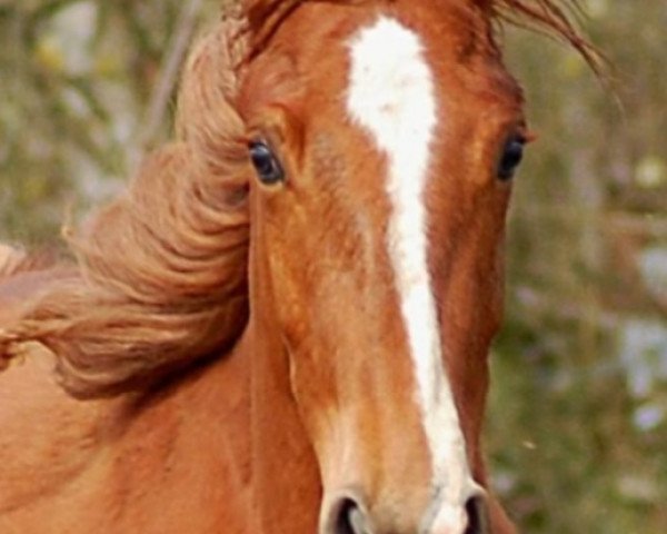 Fattrice Idaiagranta SAG (KWPN (Warmblood olandese), 2013, di Briljant 4)