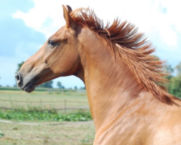 Cavallo Elassargrant SAG (KWPN (Warmblood olandese), 2006, di San Remo) Cavallo Elassargrant SAG (KWPN (Warmblood olandese), 2006, di San Remo)