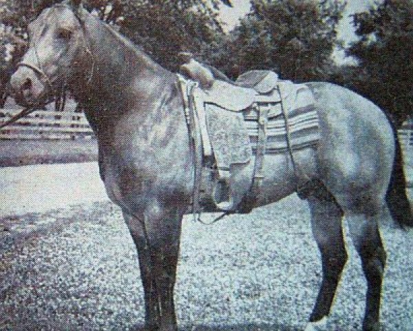 Deckhengst Poco Trace (Quarter Horse, 1955, von Poco Bueno)