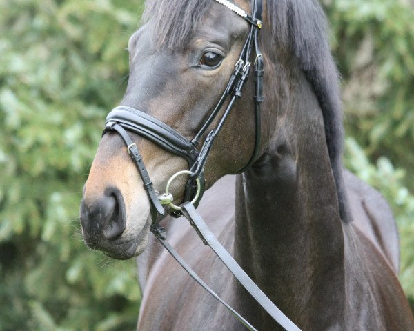 broodmare Della Vista (Oldenburg, 2016, from De Martino)