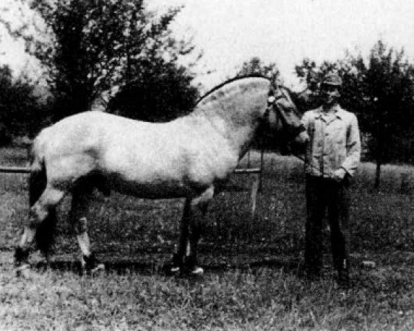 stallion Holger (HE) 33 (Fjord Horse, 1953, from Lyngby Heid) stallion Holger (HE) 33 (Fjord Horse, 1953, from Lyngby Heid)