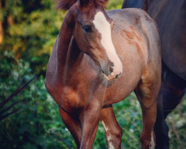 Pferd Hengst von Zoom (Westfale, 2018, von Zoom)
