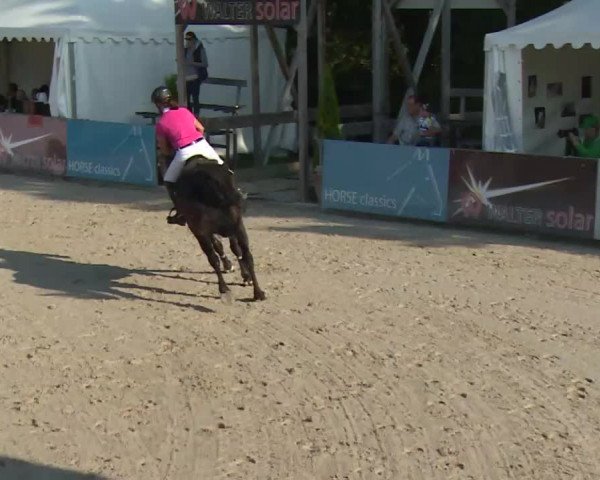 HORSE classics Killingen 2016