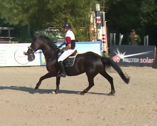 HORSE classics Killingen 2016