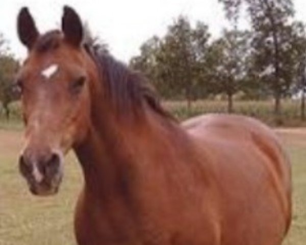 broodmare Rianne (KWPN (Royal Dutch Sporthorse), 1975, from Amor)
