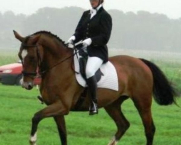 Zuchtstute Perlagranta SAG (KWPN (Niederländisches Warmblut), 1997, von Candy Surprice)