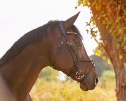 horse Condero 6 (Holsteiner, 2006)