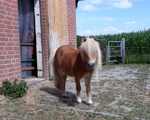 Zuchtstute Renske v.d. voshoek (Shetland Pony, 2001, von Grandioso van Wegdam)