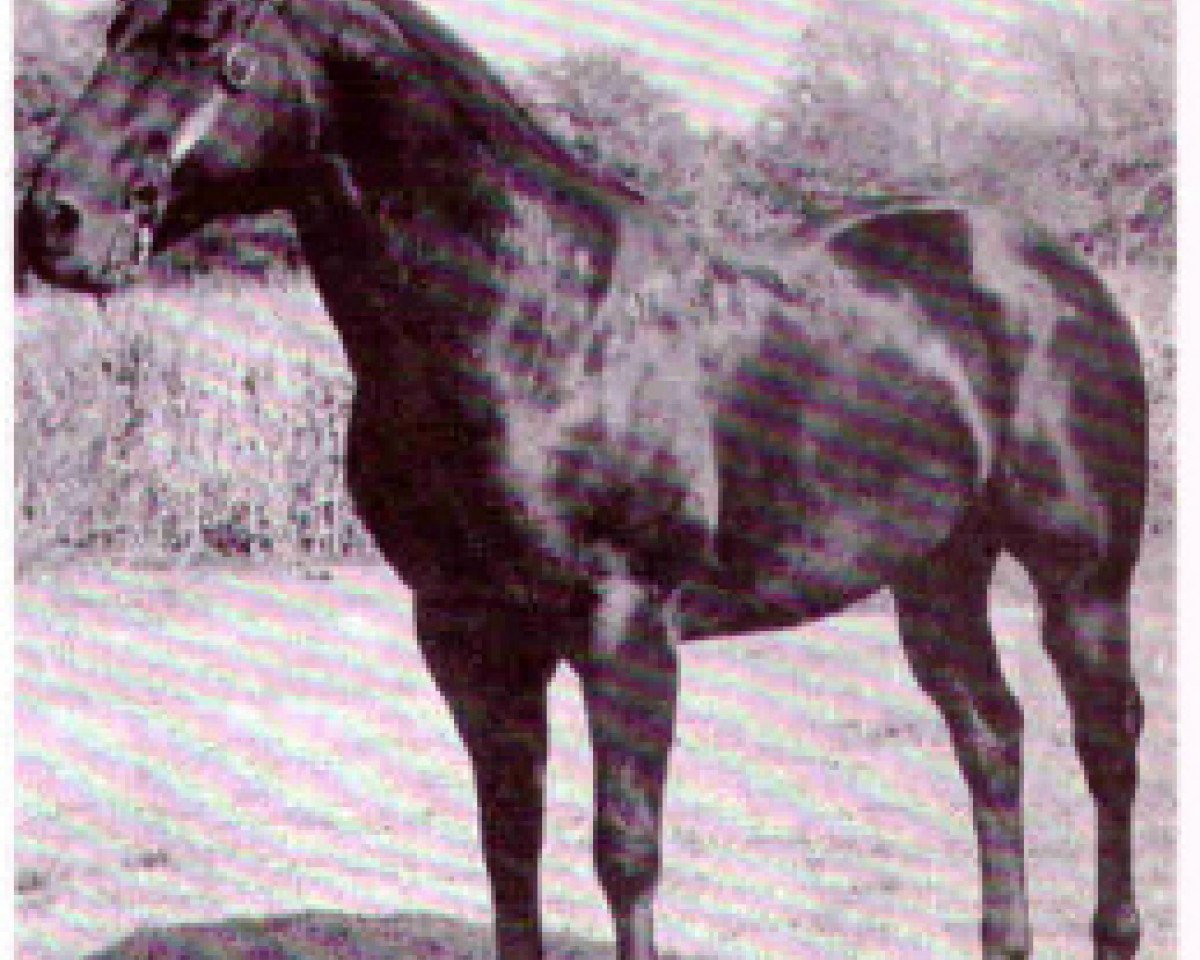 Stallion Paulo (Quarter Horse, 1948, from Bolo)