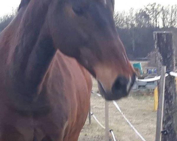 dressage horse Cardino 6 (Holsteiner, 1994, from Caretino)