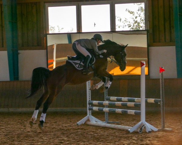 Zuchtstute Alicia 54 (Oldenburger Springpferd, 2007, von Arioso du Theillet)