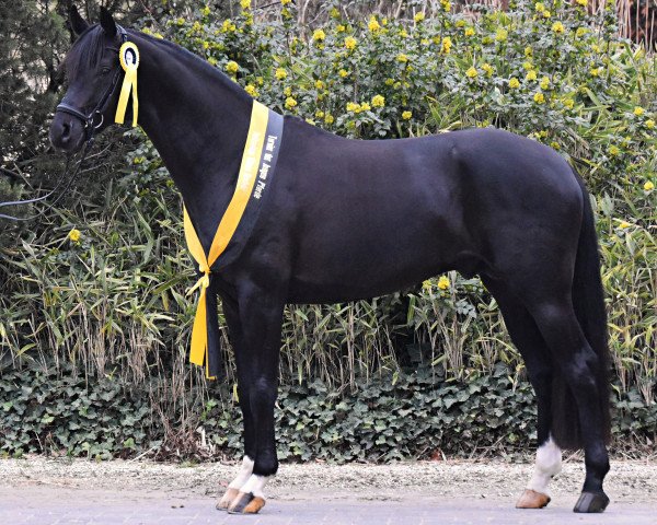 Dressurpferd Fifth Avenue 17 (Hannoveraner, 2015, von For Romance I)