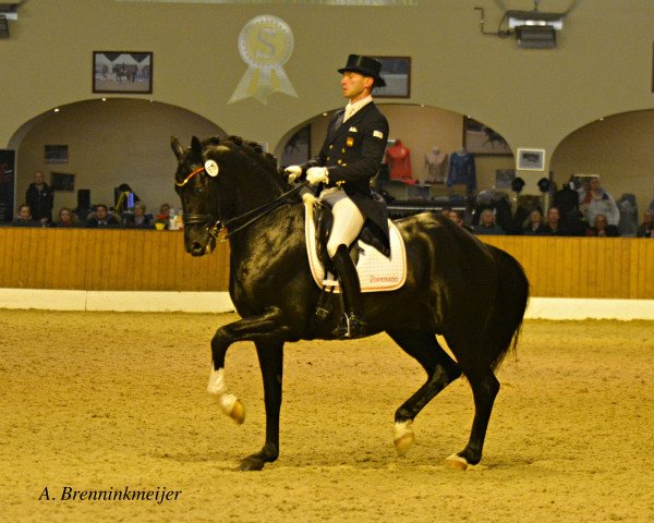 stallion Escort 27 (KWPN (Royal Dutch Sporthorse), 2009, from Gribaldi)