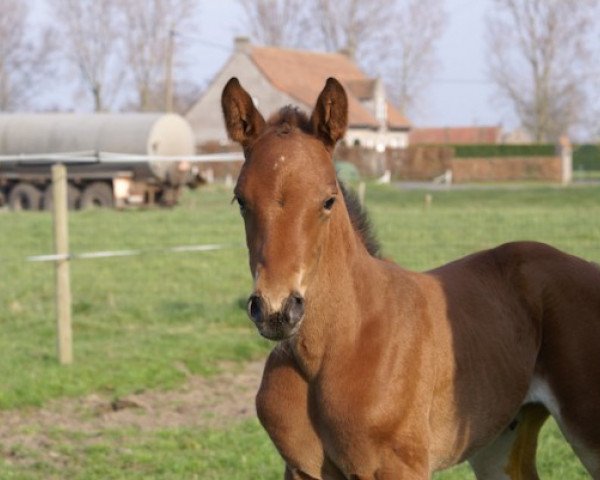 jumper Pernella van het Merelsnest (Belgian Warmblood, 2015, from Emerald van 't Ruytershof)