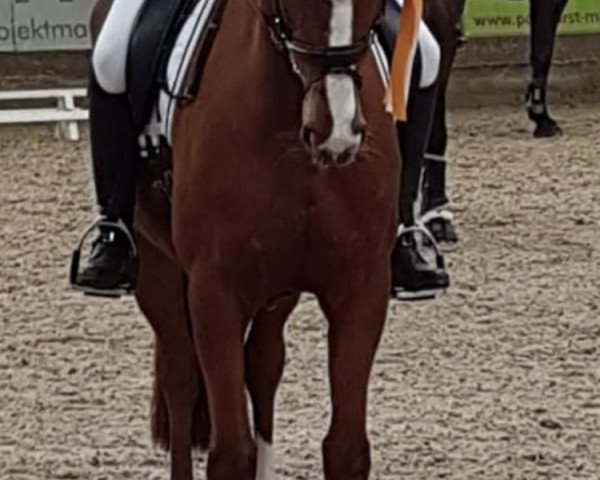 dressage horse Alica 32 (Oldenburg, 2010, from Scolari)