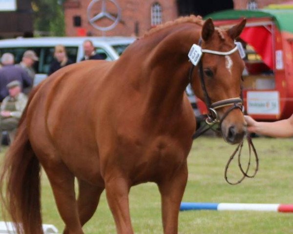 broodmare Rania Cara (Hanoverian, 2008, from Royal Blend)