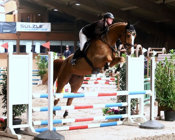 Springpferd I'm Orange B (KWPN (Niederländisches Warmblut), 2013, von Chacco-Blue)