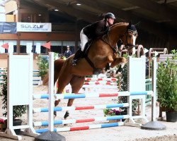 jumper I'm Orange B (KWPN (Royal Dutch Sporthorse), 2013, from Chacco-Blue)