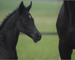 dressage horse S'Henriette (Oldenburg, 2013, from San Amour I)