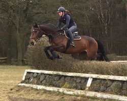 jumper Caffrey (Hanoverian, 2013, from Castino 4)