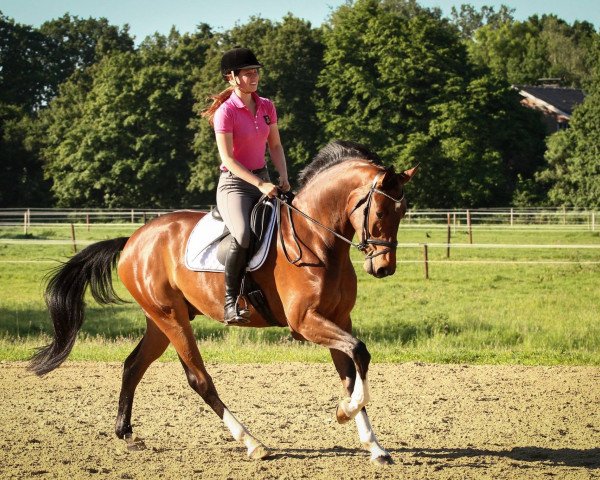 dressage horse Cookie Crumble (Hanoverian, 2013, from Cansendo)