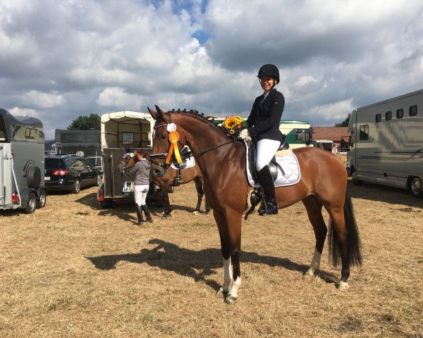 broodmare Solveig 15 (Westphalian, 2012, from Sir Heinrich OLD)