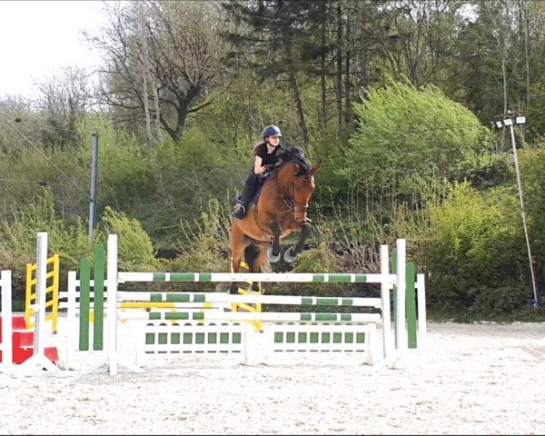 jumper Laron To (German Warmblood, 2014, from Lorgos GL)
