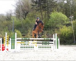 jumper Laron To (German Warmblood, 2014, from Lorgos GL)