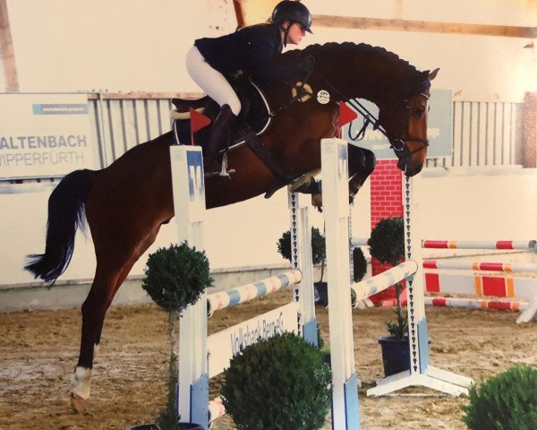 jumper Cascan 5 (Holsteiner, 2014, from Casalito)
