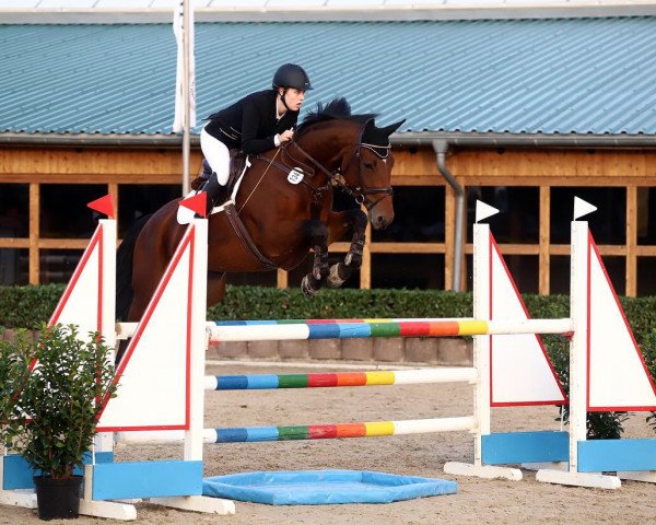 broodmare Suri 19 (Oldenburg show jumper, 2009, from Sir Shutterfly)