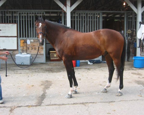 Pferd Mister Maryland (Belgisches Warmblut, 1994, von Darco)