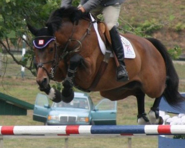 Pferd Baldato van het Merelsnest (Belgisches Warmblut, 2001, von Voltaire)