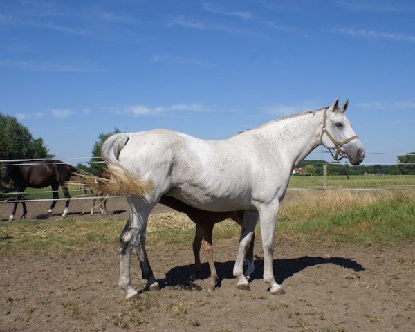 broodmare Diamond Van 't Merelsnest (Belgian Warmblood, 2003, from Parco)