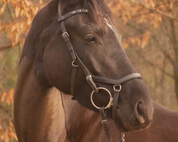 Zuchtstute Zauberballerina (Trakehner, 2014, von Dürrenmatt (ex Domino))