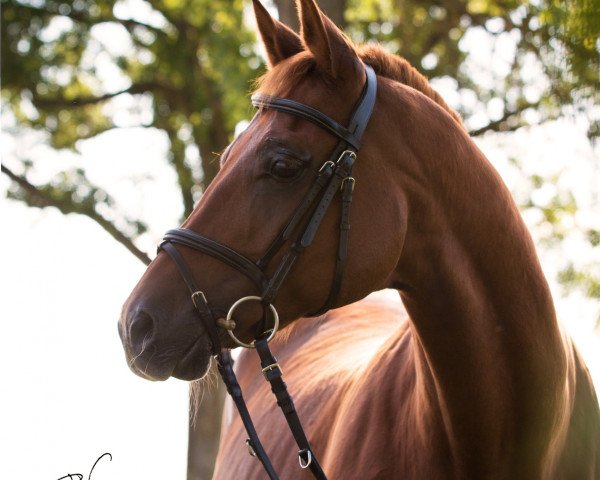 horse Jurasek (Czech Warmblood, 1995, from Herson)