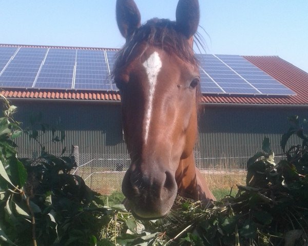 broodmare Lipisia (German Sport Horse, 2014, from Livestream 2)