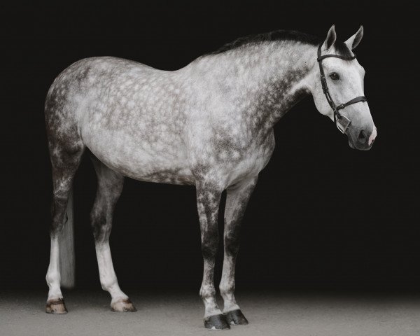 horse Jembey van het Eigenlo (Belgian Warmblood, 2009, from Echo van het Spieveld)