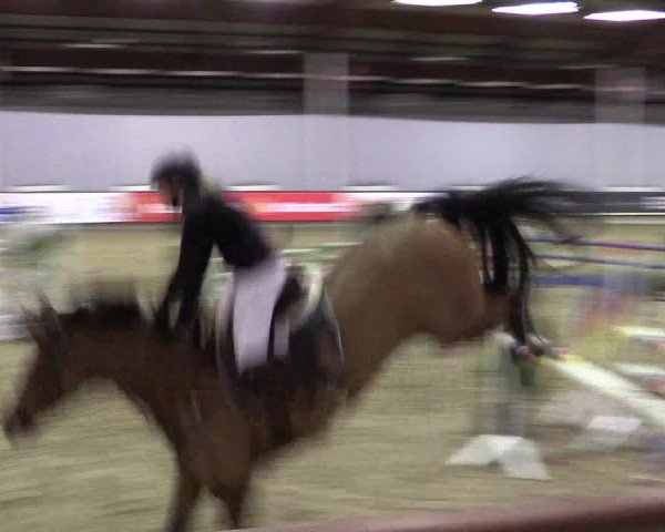 Hallen-Reitturnier Münster-Handorf 2016