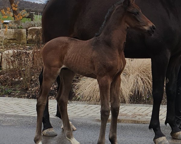 horse Invictus (Trakehner, 2019, from Undercover)