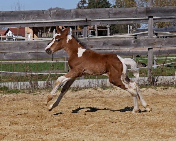 horse WhyNot Pagani (Pinto / Pony, 2019, from Why not Pinot Noir)